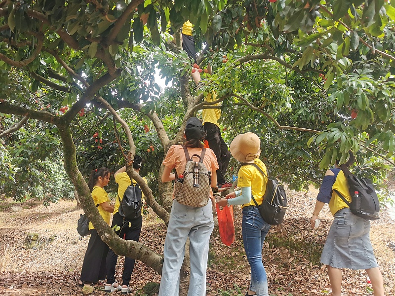 端午福利！凯发天生赢家食品组织摘荔枝活动