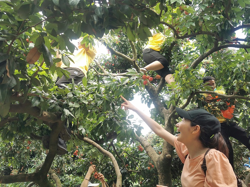 端午福利！凯发天生赢家食品组织摘荔枝活动